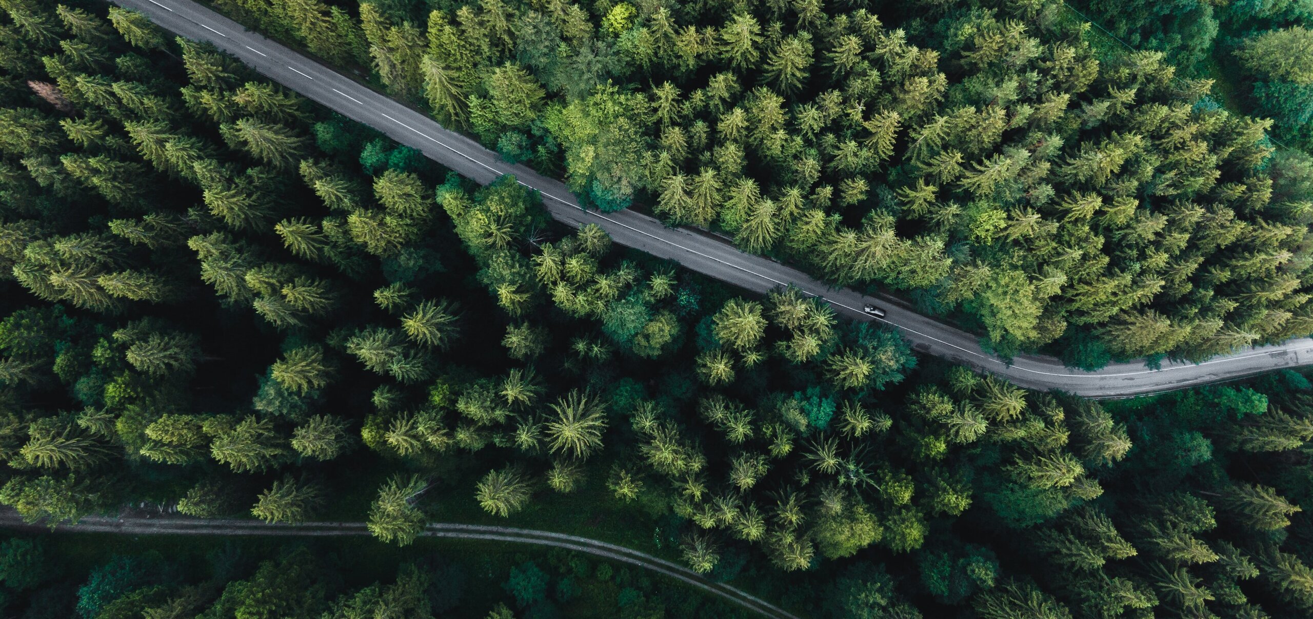 Road in nature