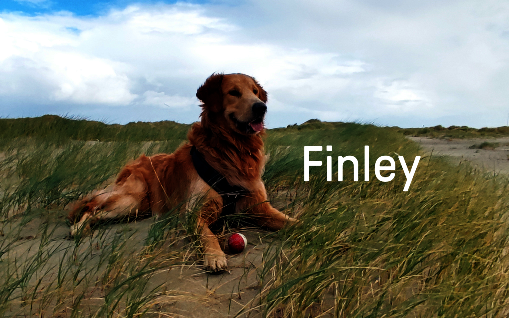 Finley